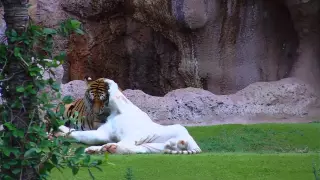 White Tiger and Bengal Tiger   Loro Parque   Tenerife