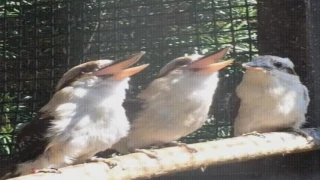 Kookaburra Hears a Great Joke