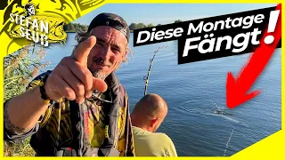 WELS mit WURM | Mit dieser MONTAGE fängt jeder ANGLER !! | Welsangeln in Deutschland