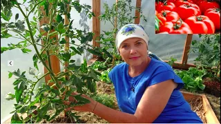 JAK ZAPYLAĆ POMIDORY W SZKLARNI / HOW TO POLLINATE TOMATOES IN A GREENHOUSE