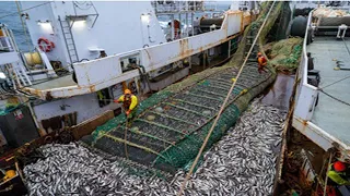 Harvesting Fish Big, Net Fishing On the Sea - Huge Fishing Nets Catch Hundreds of Tons Fish #02