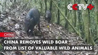 China Removes Wild Boar from List of Valuable Wild Animals