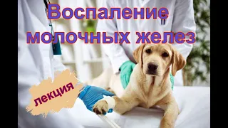 Воспаление молочных желез у собак и кошек / вебинар / лекция / ветеринарная клиника