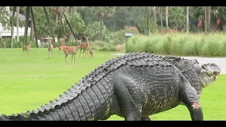 Massive alligator takes casual stroll through South Carolina golf course