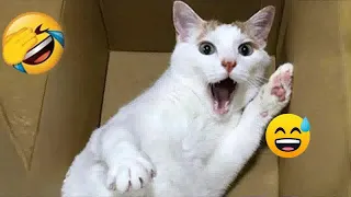 😸😆 Funniest Cats and Dogs ❤️🙀 Funny Animal Moments # 34