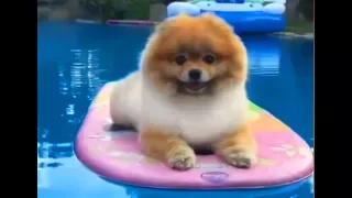 Pomeranian Puppies Cute and Funny Dogs Videos for animal lover