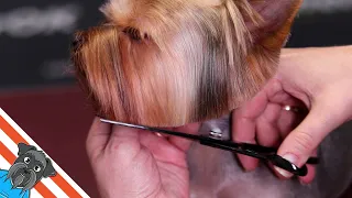 Yorkshire terrier haircut - Beautiful and comfortable short haircut