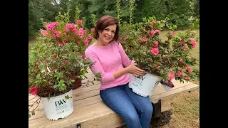 Not your Grandmama's Azaleas - Meet Re-Blooming Azaleas!