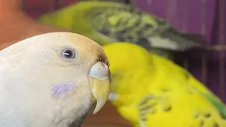 Singing Budgie Happy Song | Most Beautiful Budgie Songs | Parakeets Chirping Sounds | KichirMichir