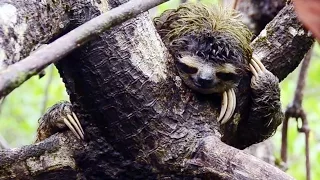 Science Today: Pygmy Sloths | California Academy of Sciences