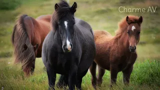 The Storm of Horses' Neighing : From Neighing, Galloping, Charioting, and More Sounds