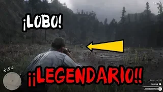 Red Dead Redemption 2 | Como cazar al LOBO LEGENDARIO