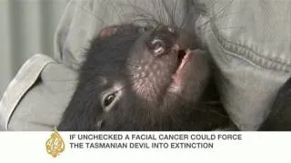 Cancer threatens to wipe out Devils