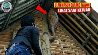 Moment Langka Ular Masuk Sarang Tawon,Saat Keluar Malah Jadi Seperti ini! Ngeri...