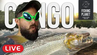 Fishing Africa! THE CONGO! (Goliath Tiger Fish & Nile Perch!) l Fishing Planet [LIVE]