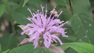 WILD BERGAMOT (Monarda fistulosa) - You need this in your 2024 Pollinator Garden @CEGNatives