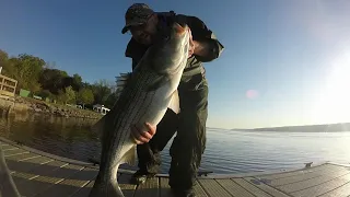 Big striped bass from shore up to 40 inches. Hudson river NY