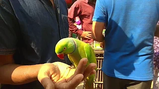 Amazing Talking Parrot  indian | pets & animals