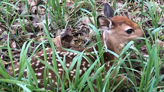 What does the baby deer say??