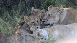 Lion family reunites and big male lion feeding on buffalo