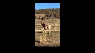 Maestro & Gracie (Rescued Wild Horses)