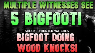 MULTIPLE WITNESSES SEE 5 BIGFOOT! SHOCKED HUNTER SEES BIGFOOT DOING WOOD KNOCKS!