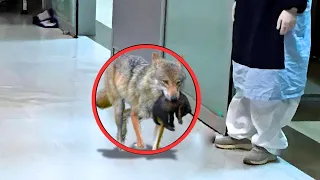 Волк внезапно ворвался в больницу, а когда медсестра узнала причину, то не могла сдержать слёз