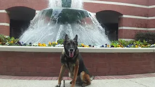 CCSO K9 Largo End Of Watch