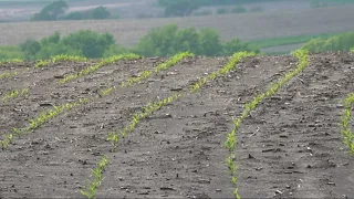 Recent rainfall forces farmers to pause planting this season's crops