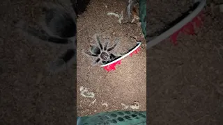 Brachypelma Albopilosum (Honduran Curly Hair) Feeding video