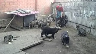 Продажа щенков кавказской овчарки, питомник.