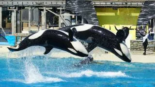 Shamu Believe (Full Show) at SeaWorld San Diego