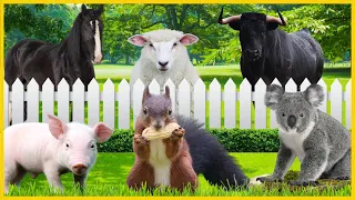 Lindos Animais da Fazenda: Boi, Cavalo, Ovelha, Porco, Esquilo, Coala, Coelho, Raposa, Leão, Panda