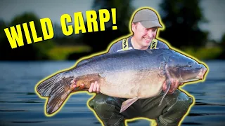 River Carp Fishing: How to Hunt for Wild Carp 💎