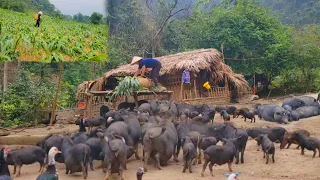 Taking care of a herd of hundreds of pigs, a storm came and destroyed the entire corn crop