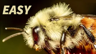 Insect Macro Photography Tutorial & Tips for Beginners