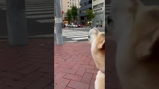 救急車のサレインにあわせて一生懸命遠吠えする柴犬