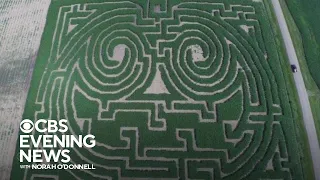 A look at how a massive corn maze is built