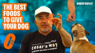 THE BEST FOOD TO FEED YOUR DOG | RANCH VLOGS #2