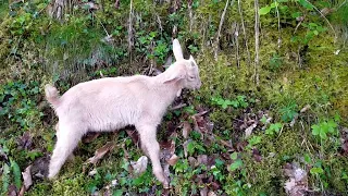 Little baby goat Joey is foraging