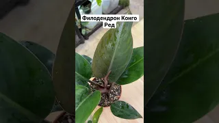Филодендрон Конго Ред – какое растение выбрать для дома