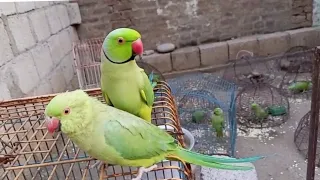 cute Ringneck parrots love ❤️ time