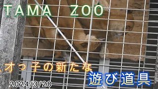 ミオっ子の新たな遊び道具　2024/3/28【多摩動物公園　ライオン】