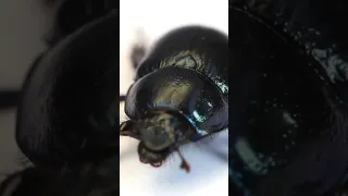 Beetle Sounds (Dungbeetle Closeup)