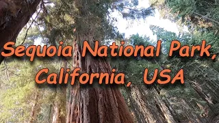 4К Sequoia National Park, California, USА, Національний парк Секвойя, Каліфорнія, США