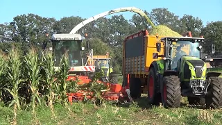 Poppink chopping corn