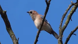 Eichelhäher Bussard oder Reiher ? manchmal reicht es nicht die Vögel nur zu hören 😯