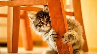 Funny Moments of Cats | Funny Video Compilation/funnyanimals tauqeer ahmad 34