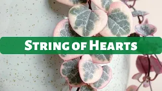 String of Hearts Plant Care | Ceropegia woodii Care Indoors | How to care for ceropegia woodii ?