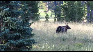 Grizzly Encounter - while I was showing you how to find grizzly bears